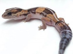 画像2: ノーマルヘテロゴースト　♀　ニシアフリカトカゲモドキ