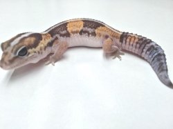 画像4: ノーマルヘテロゴースト　♀　ニシアフリカトカゲモドキ