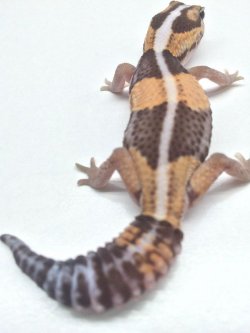 画像6: ノーマルヘテロゴースト　♀　ニシアフリカトカゲモドキ