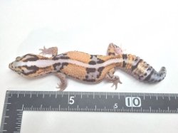 画像6: ホワイトアウトストライプ　♀　ニシアフリカトカゲモドキ