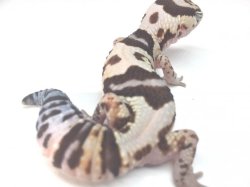 画像2: ホワイトアウト　♀　ニシアフリカトカゲモドキ