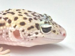 画像3: マックスノーエクリプス　スネークアイ（ヘテロギャラクシー）　メス　ペア販売割引あり