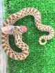 セイブシシバナヘビベビー　♂♀ペア　 