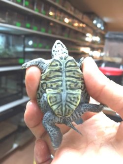 画像8: コンセントリックカロリナダイヤモンドバックテラピンA