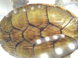 画像6: 極美！ハラガケガメ　ハイイエロー♀