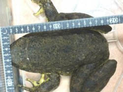 画像5: ゴライアスガエル　ゴリアテガエル