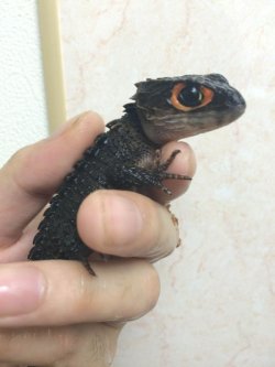 画像1: アカメカブトトカゲ☆ペア（完売致しました♪）