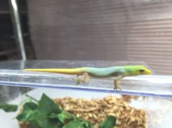 画像5: Lygodactylus conraui  マルメヤモリ　♂♀　　ペア