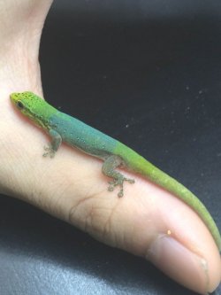 画像3: Lygodactylus conraui  マルメヤモリ　♂♀　　ペア