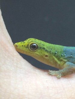 画像2: Lygodactylus conraui  マルメヤモリ　♂♀　　ペア