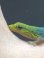 画像2: Lygodactylus conraui  マルメヤモリ　♂♀　　ペア (2)