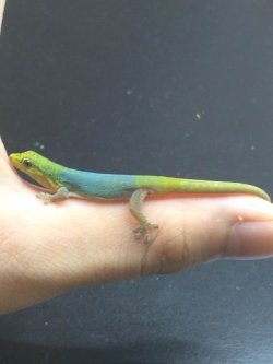 画像1: Lygodactylus conraui  マルメヤモリ　♂♀　　ペア