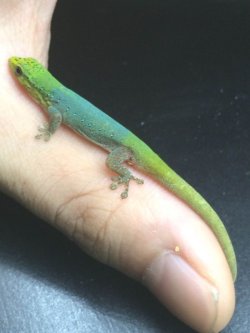 画像4: Lygodactylus conraui  マルメヤモリ　♂♀　　ペア