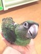 ズアカハネナガインコＰＨＢＩＩ９Ｅ★男の子（ご売約頂きました♪）