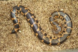 画像5: ミュラーサンドボア　♂♀　ペア