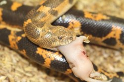 画像4: ミュラーサンドボア　♂♀　ペア