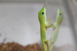 画像3: グランディスヒルヤモリ　CB　ベビー