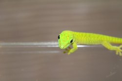 画像5: グランディスヒルヤモリ　CB　ベビー