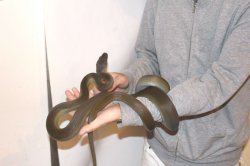 画像2: パプアンパイソン☆ヤング♂