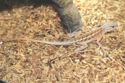 画像6: マダガスカルミツメイグアナ　メイビーペア