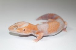 画像3: アプリコットアルビノ　　♂　ニシアフリカトカゲモドキ
