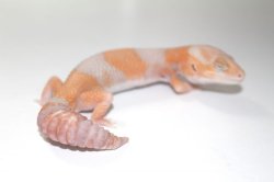 画像2: アプリコットアルビノ　　♂　ニシアフリカトカゲモドキ
