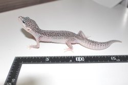 画像7: グラナイトスーパースノーエニグマ（ダルメシアン）　スーパーマックスノー×エニグマ