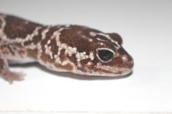 画像3: ホワイトアウト　フルアダルト♀　　指飛び　　