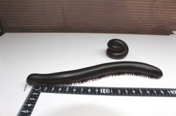 画像8: タンザニアジャイアントミリピード　2匹セット♪