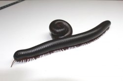 画像5: タンザニアジャイアントミリピード　2匹セット♪