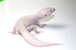 画像3: ブレイジングブリザード　オス　ヒョウモントカゲモドキ