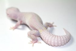 画像2: ブレイジングブリザード　オス　ヒョウモントカゲモドキ