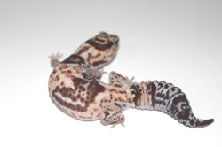 画像2: ホワイトアウトヘテロオレオ　♀