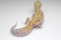 画像4: ブルースポットエクリプス　♀　ヒョウモントカゲモドキ　レオパ　