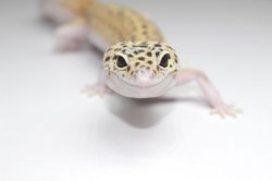 画像3: ブルースポットエクリプス　♀　ヒョウモントカゲモドキ　レオパ　