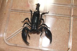 画像6: チャグロサソリ　持ち腹　ペア