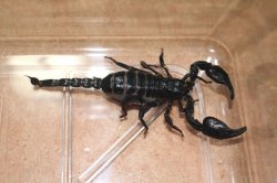 画像3: チャグロサソリ　持ち腹　ペア