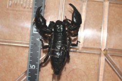 画像2: チャグロサソリ　持ち腹　ペア