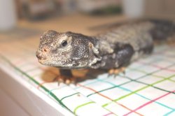 画像9: オビトゲオアガマ　♂♀ペア