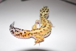 画像3: ホワイトアンドイエロー☆USCB　W＆Y　♀　ヒョウモントカゲモドキ