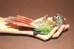 画像2: ホオミドリアカオウロコインコ男の子（お迎え頂きました）