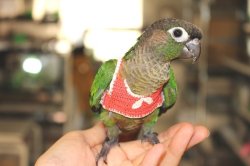 画像4: ホオミドリアカオウロコインコ男の子（お迎え頂きました）