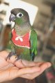 ホオミドリアカオウロコインコ男の子（お迎え頂きました）