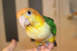 画像3: シロハラインコＰＨＢＩＩ８Ｆ６６９男の子お迎え頂きました