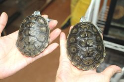 画像5: コンセントリックカロリナダイヤモンドバックテラピンA