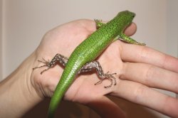 画像8: ソロモンミドリツヤトカゲＷＣ