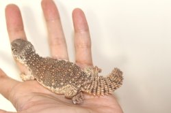 画像2: モロッコサバクトゲオアガマ　　