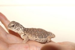 画像3: モロッコサバクトゲオアガマ　　