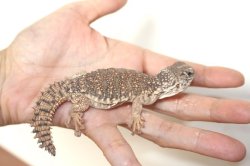 画像5: モロッコサバクトゲオアガマ　　