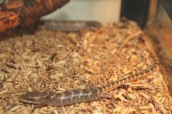 画像6: テキサスアリゲータートカゲ